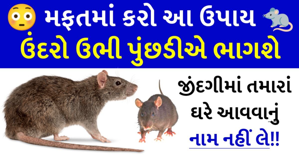 ઘરમાંથી ઉંદરો ભગાડવાનો મફત ઉપાય : ઉંદરો ઉભી પુંછડીએ ભાગશે !!