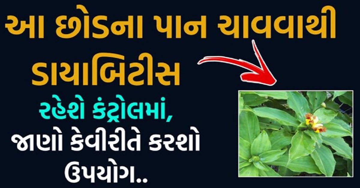 🌿આ છોડના પાન ચાવવાથી ડાયાબિટીસ રહેશે કંટ્રોલમાં : જાણો કેવી રીતે કરશો ઉપયોગ!