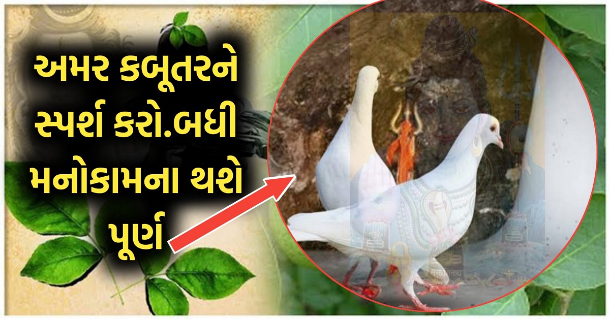 અમર કબુતરને સ્પર્શ કરો તમારી બધી મનોકામના થશે પૂર્ણ 🕊️ કબૂતરની જોડી કેવી રીતે અમર બની?