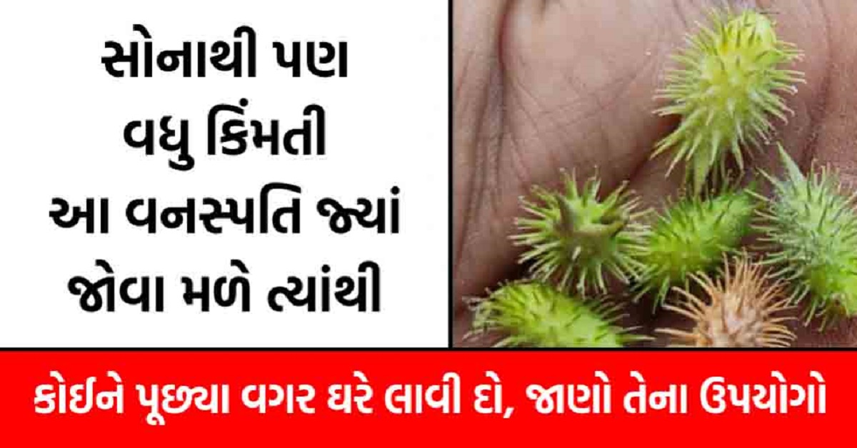 સોનાથી પણ વધુ કીમતી આ વનસ્પતિ જ્યાં જોવા મળે ત્યાંથી કોઈને પૂછ્યા વગર ઘરે લાવી દો !!